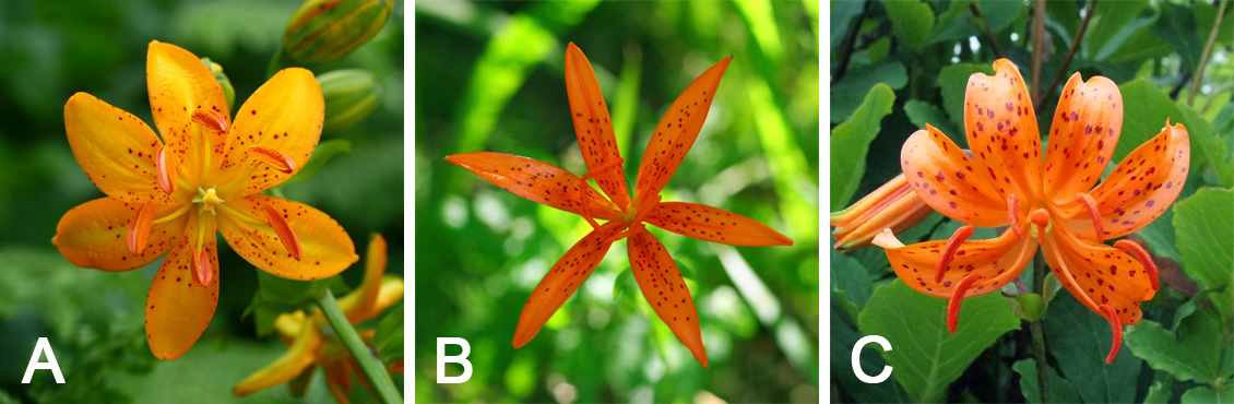 Fig. 16. 우리나라 자생 말나리의 꽃의 모양.