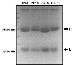 Fig. SDS-PAGE of purified anti-dsDNA mAbs. Purified mAbs were separated by SDS-PAGE on 10% gels under reducing conditions and stained with Coomassie Brilliant Blue G-250.