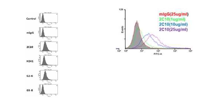 Fig. Anti-dsDNA antibodies internalized into mesangial cells.