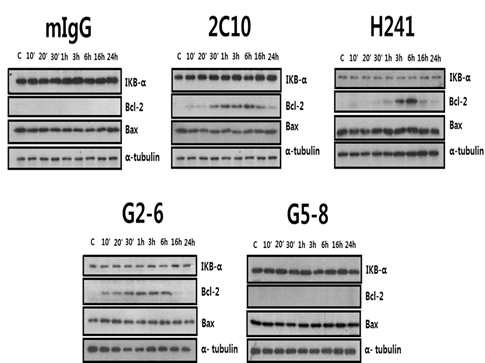 Fig. Induced Bcl-2 by anti-dsDNA antibodies(100μg/ml) was detected by western blotting.