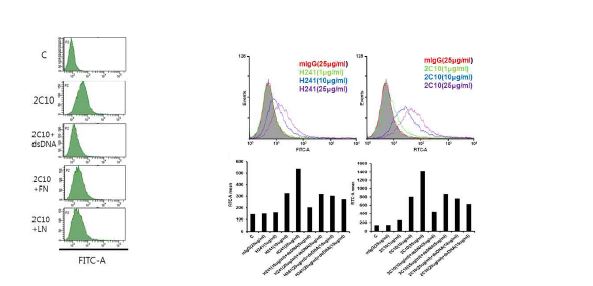 Fig. Binding of anti-dsDNA antibodies to MES cells was pre-incubation of the antibodies and d sD N A , fib ro n e c tin , la m in in .