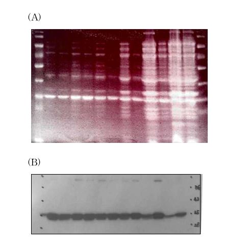 Fig.Coomasie staining (A) and western blotting (B) of expressed scFv constructs of anti-DNA antibodies.IPTG-induced acterial cell pellet was used for analysis.