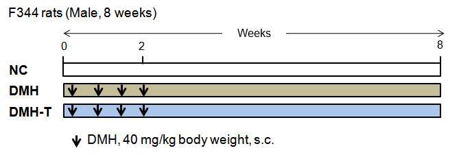 Fig. 2. Schematic diagram of the experimental design