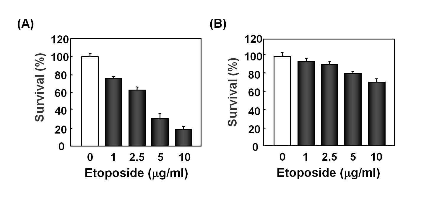 Fig. 3. 2DG stress 상태에서 etoposide에 대한 내성획득.