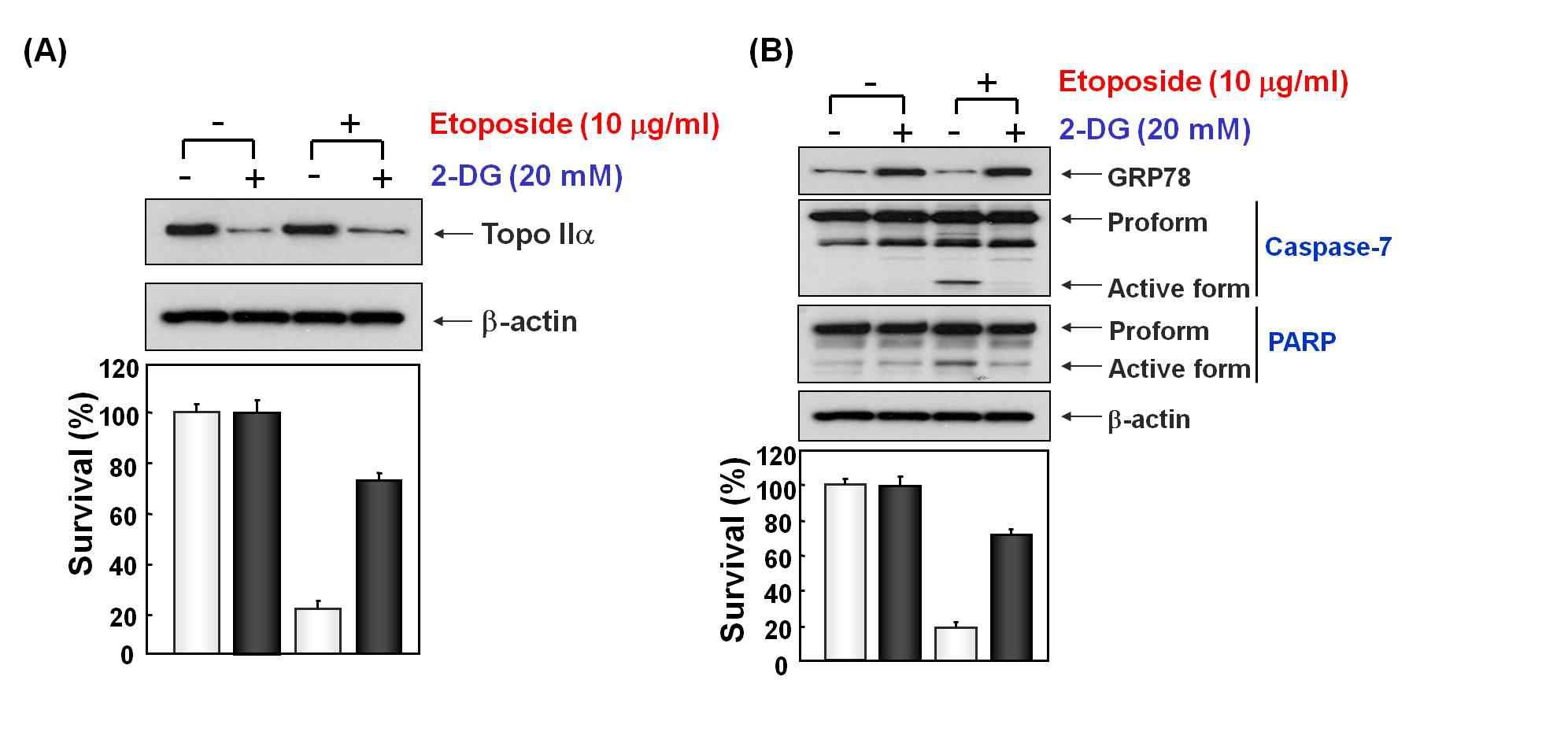 Fig. 6. 2DG stress조건에서 topoⅡα의 분해와 GRP78의 과잉발현으로 인한 내성획득