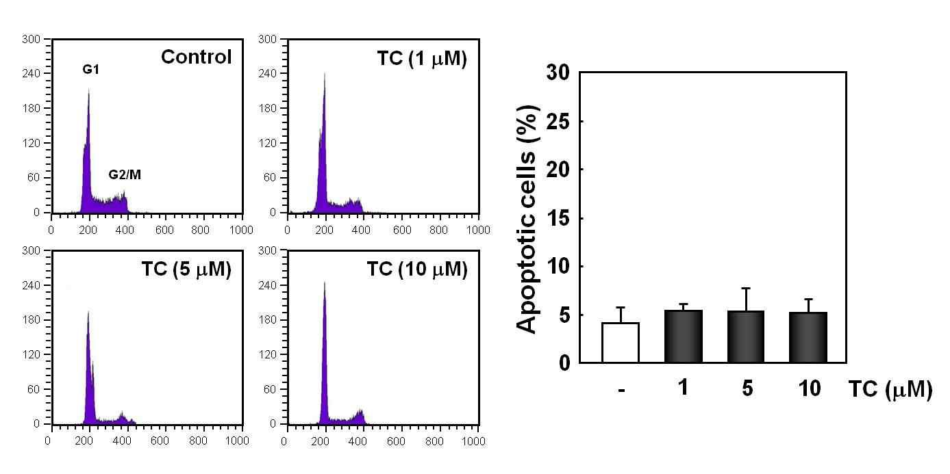 Fig. 20. Trachelogenin induced non-apoptosis under normal conditions.