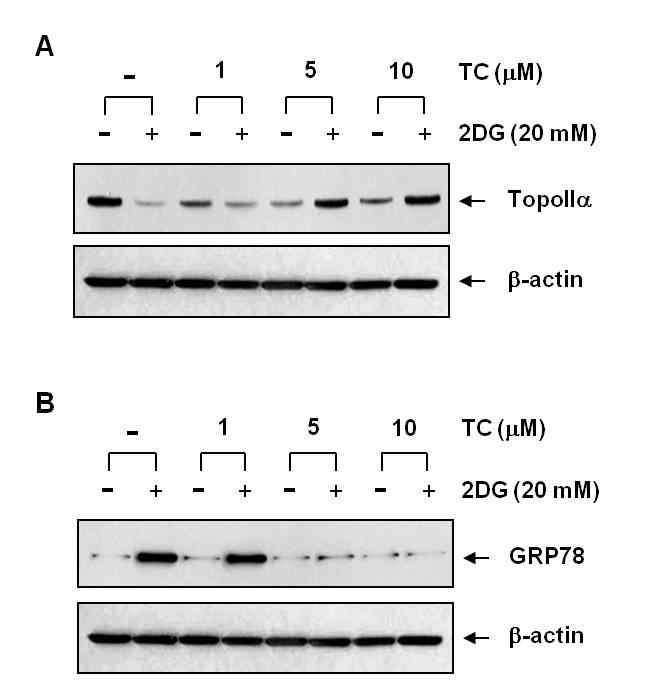 Fig. 21. TC suppressed degradation of topoIIa and GRP78 protein expression in glucose-deprived HT-29 cells.