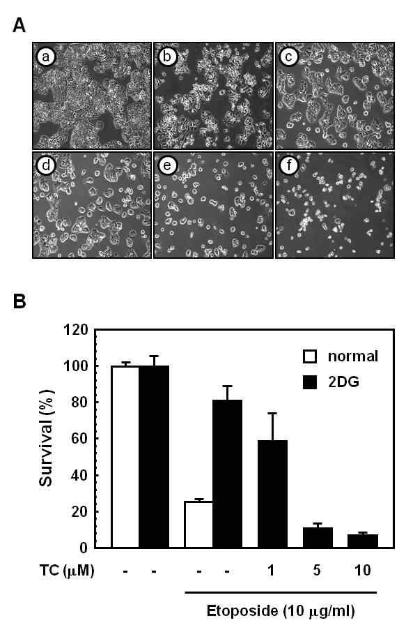 Fig. 22. TC induced the cytotoxicity in etoposide-resistant HT-29 cells under glucose deprivation