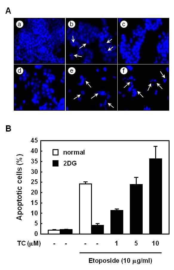 Fig. 23. TC induced apoptosis in etoposide-resistant HT-29 cells under glucose deprivation