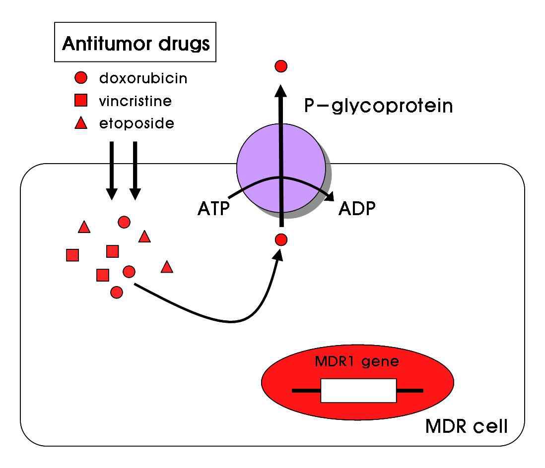 Fig. 1. P-glycoprotein 관련 약물내성