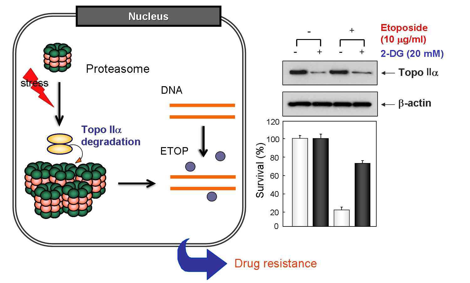 Fig. 4. Proteasome accumulation and Topo Ⅱa degradation vs. Drug resistance