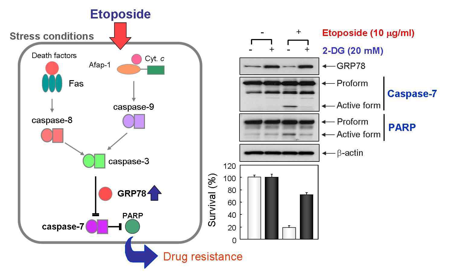 Fig. 5. Up-regulation of GRP78 vs. Drug resistance