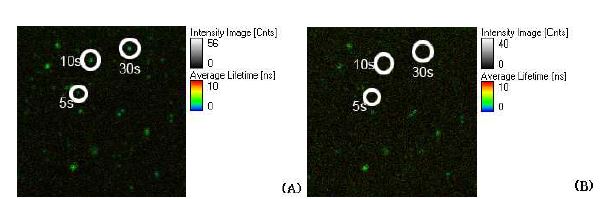 그림 2. Vesicle extrusion 방법을 사용한 인지질막-LHC II의 FLIM (20×20 μm2).