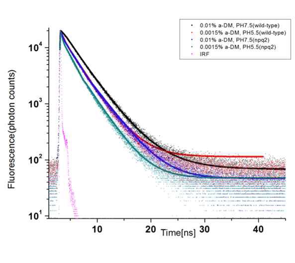 그림 5. LHC-II wild type과 LHC-II-npq2 mutant의 형광 수명 측정
