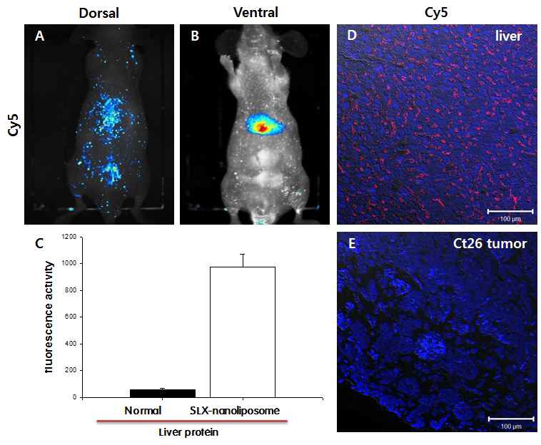 그림 10. SLX-nanoliposome의 생체내 영상.