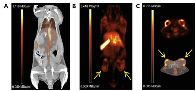 그림 14. HT29 종양동물모델에서 64Cu-리포좀을 이용한 PET/CT영상.