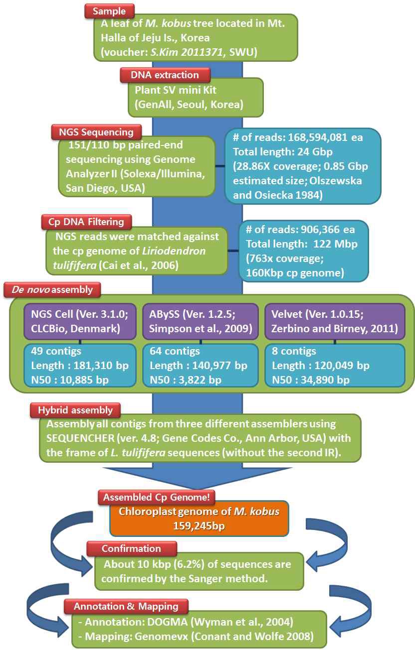 그림 3. M. kobus에 있어서 New Generation Sequencing 방법에 의한 전체 엽록체 유전체의 결정 방법의 순서도.