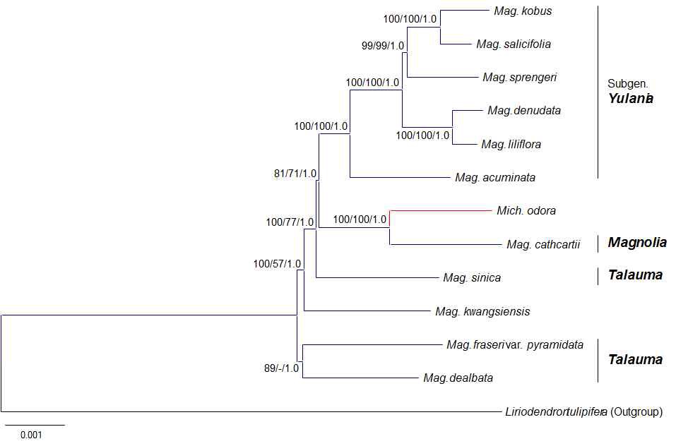 그림 6. 목련과 식물을 대표하는 13종에 대한 전체 염록체 유전체 분석에 의한 phylogenomic tree (maximum likelihood tree). 각 node에 표시된 수치는 ML bootstrap, MP bootstrap, posterior probability를 나타낸다.