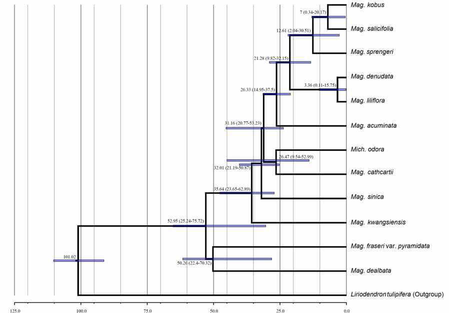 그림 7. 목련과 식물 13 분류군들에 대한 분지연대 측정.