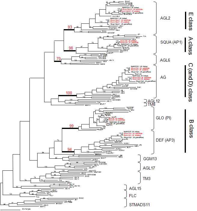 그림 8. Magnolia salicifolia와 Magnolia stellata에서 검출된 MADS-box 유전자들과 기존에 보고된 Arabidopsis 및 원시피자식물에서 추출된 MADS-box 유전자들과의 통합 계통분석.