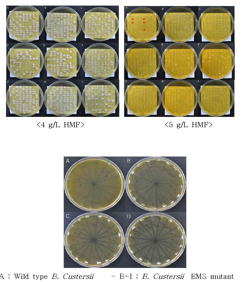 Brettanomyces custersii (B.C) EMS 변이주의 HMF 5g/L에서 생육테스트