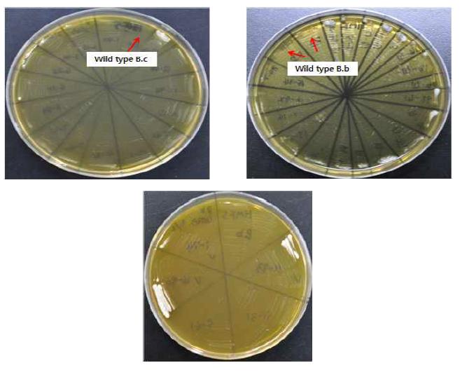 Brettanomyces custersii (B.c) 및 Brettanomyces brexellensis (B.B) NTG 변이 주의 HMF 5g/L에서 생육 비교