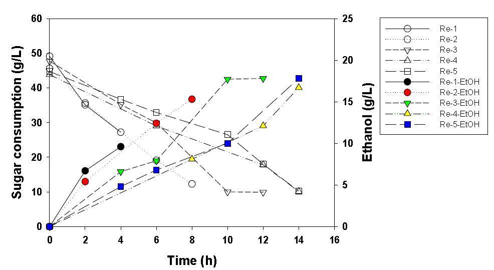 당화액 농도에 따른 반복적 회분발효 (the repeated batch fermentation, G.chorda)