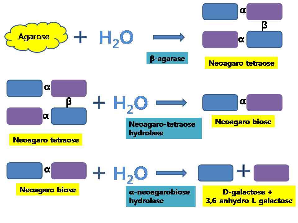 Agarase의 작용 메카니즘의 모식도