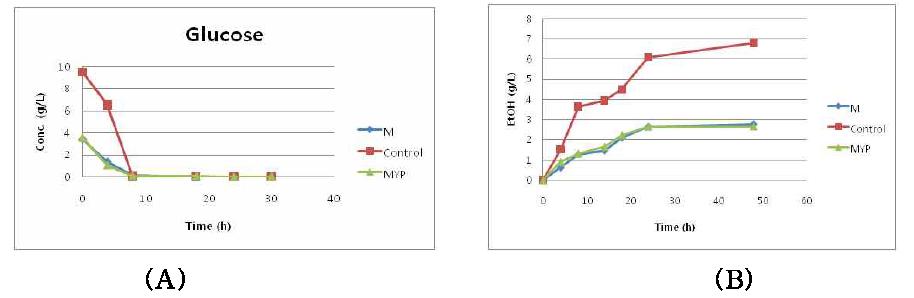 고/액=5% 산처리 당화액의 에탄올 발효결과. (A) Glucose 프로파일 (B)에탄올 발효 (M: 해조류당화액, Control: YPD, MYP: 해조류당화액+Yeast extract, Pepton)