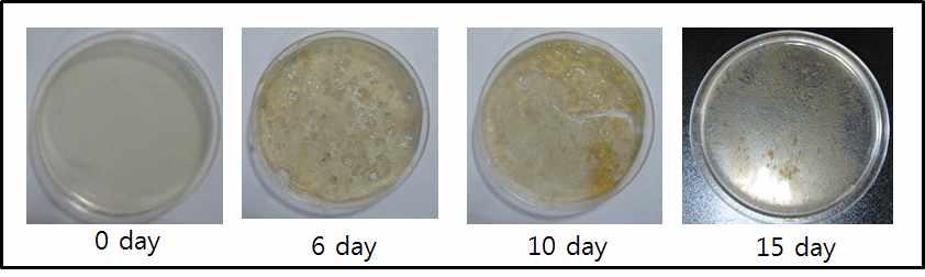 농화 배양액에 의한 Agar 분해모습.