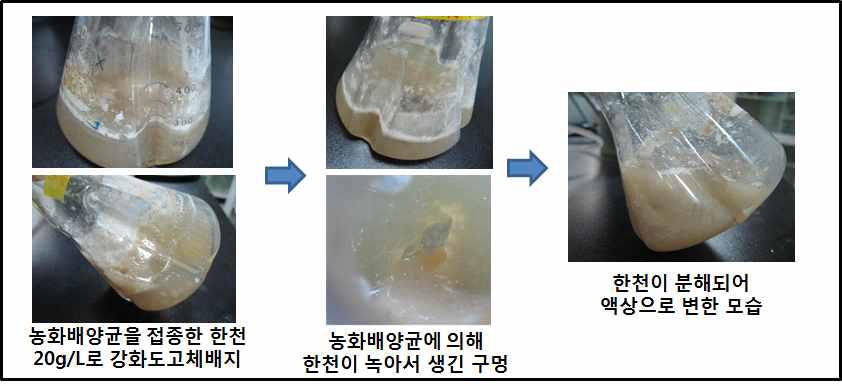 배지에서 농화배양를 통한 Agar 분해실험.