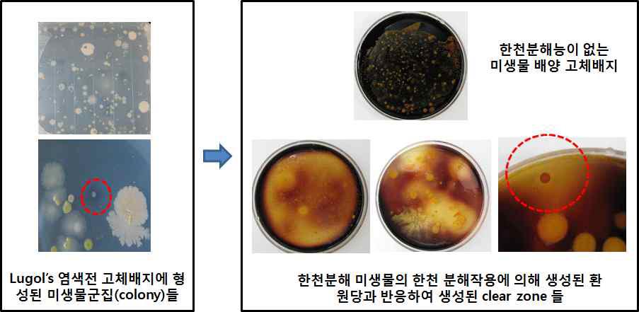 ASW-YP(M)배지에서 세포생장 및 Lugols 염색.