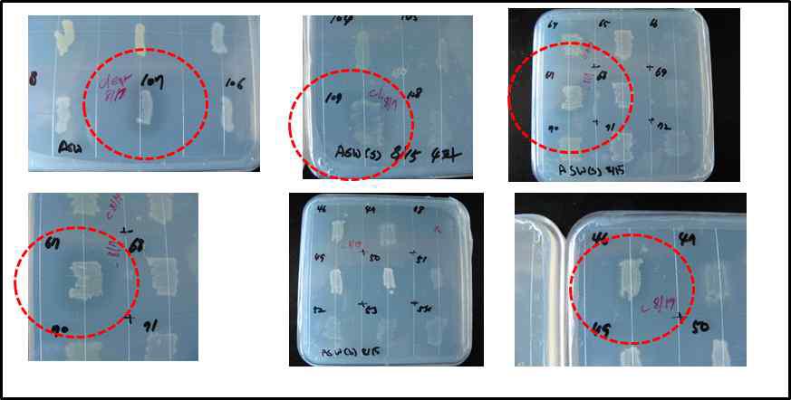 Agar 분해균주에 의한 Clear zone 형성