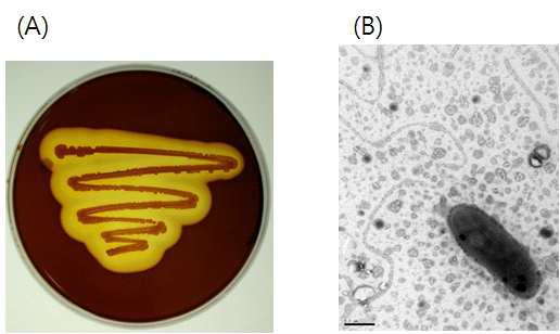 Hodo-2 균주의 Agarase 활성 (A) 및 주사전자현미경 사진 (B)
