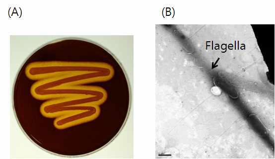 Hodo-9 균주의 Agarase 활성 (A) 및 TEM 사진 (B).