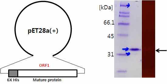 ORF1의 대장균내 대량발현을 위한 벡터제작 및 정제