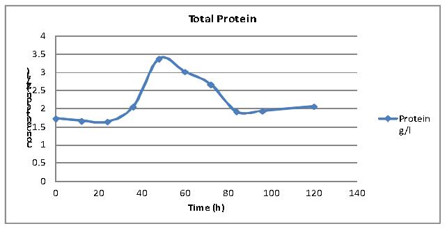 Total protein (Crude Enzyme) 생산량