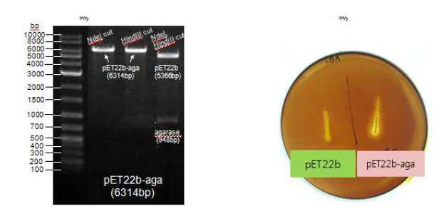 Agarase 유전자의 대장균 내 클로닝 및 발현 확인
