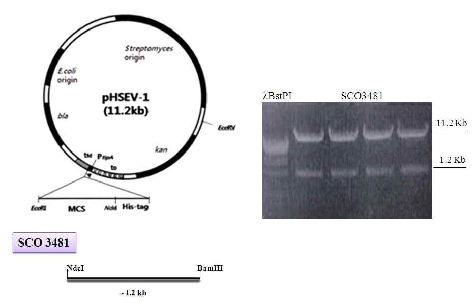 SCO3481/pHSEV-1 발현벡터의 제작.