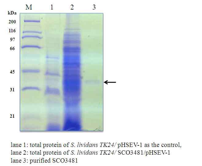 정제된 SCO3481 단백질의 SDS-PAGE 분석