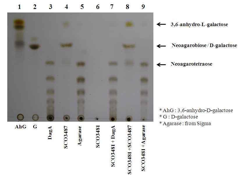 SCO3481 반응산물의 Thin-layer chromatography 분석