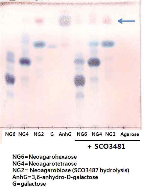 SCO3481 반응산물의 Thin-layer chromatography (TLC) 분석