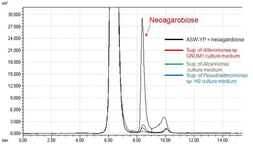 생육배지 내 neoagarobiose의 HPLC 측정 결과