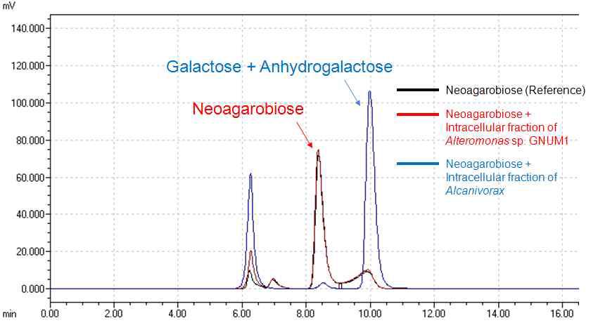 야생균주의 intracellular fraction의 neoagarobiose 분해후 LC 측정 결과