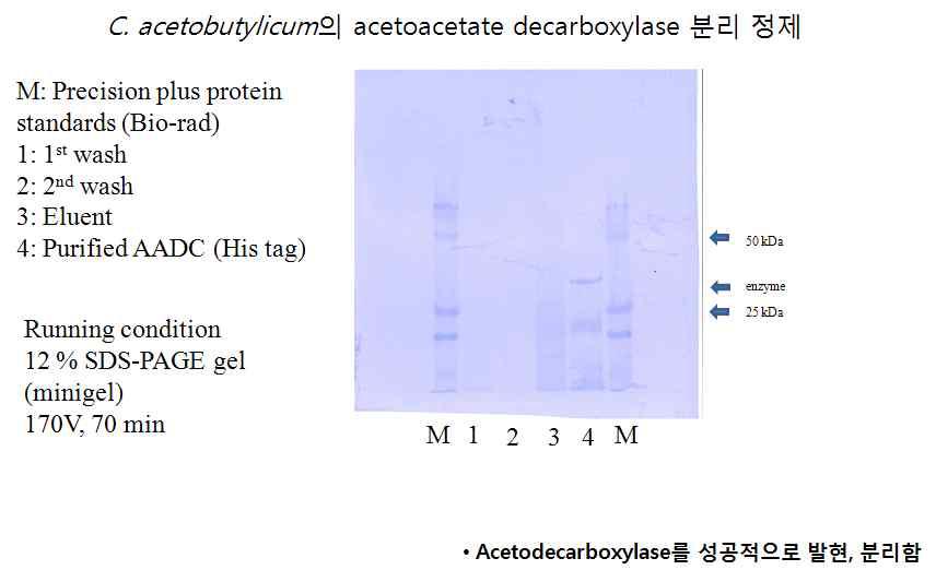 Acetoacetate decarboxylase 클로닝 및 분리정제 결과