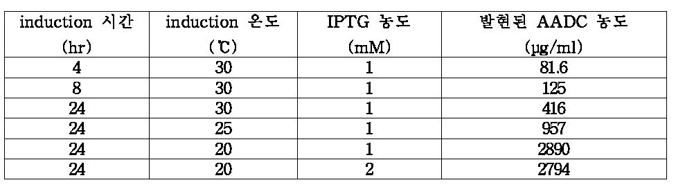 Induction 조건에 따른 AADC 발현 정도