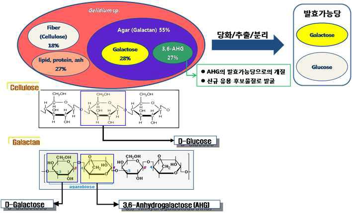 해조류의 당화 및 발효개념도