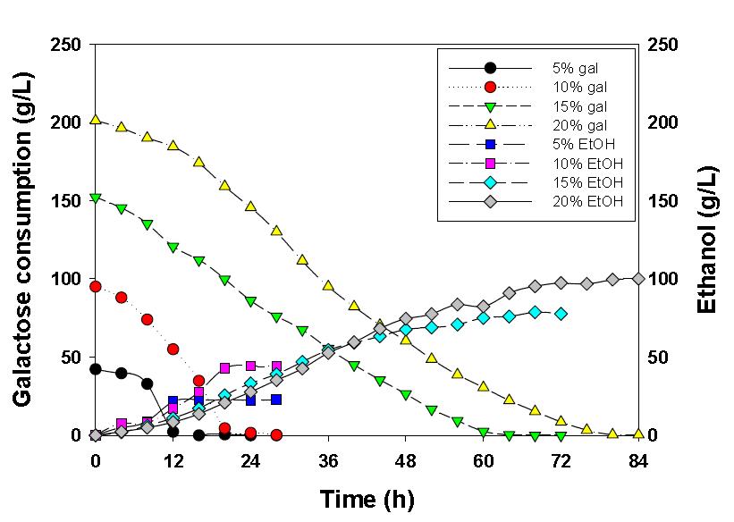 에탄올 생산에 있어서의 갈락토오스 농도별 영향