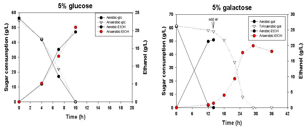 혐기 및 호기 하에서의 균체성장변화
