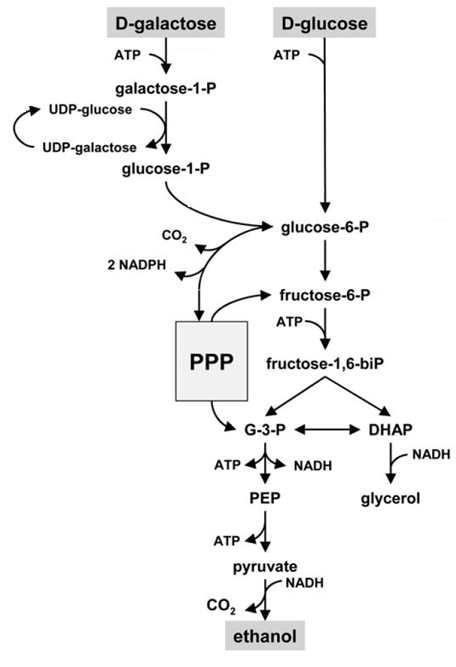 S. cerevisae․의 갈락토오스 및 글루코오스 대사경로